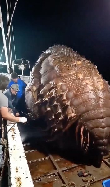 Скоро океанологи приступят к исследованию феномена. Некоторые предполагают, что это мутировавший ...