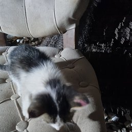 Fjcckkcxj, �������, 25 ���