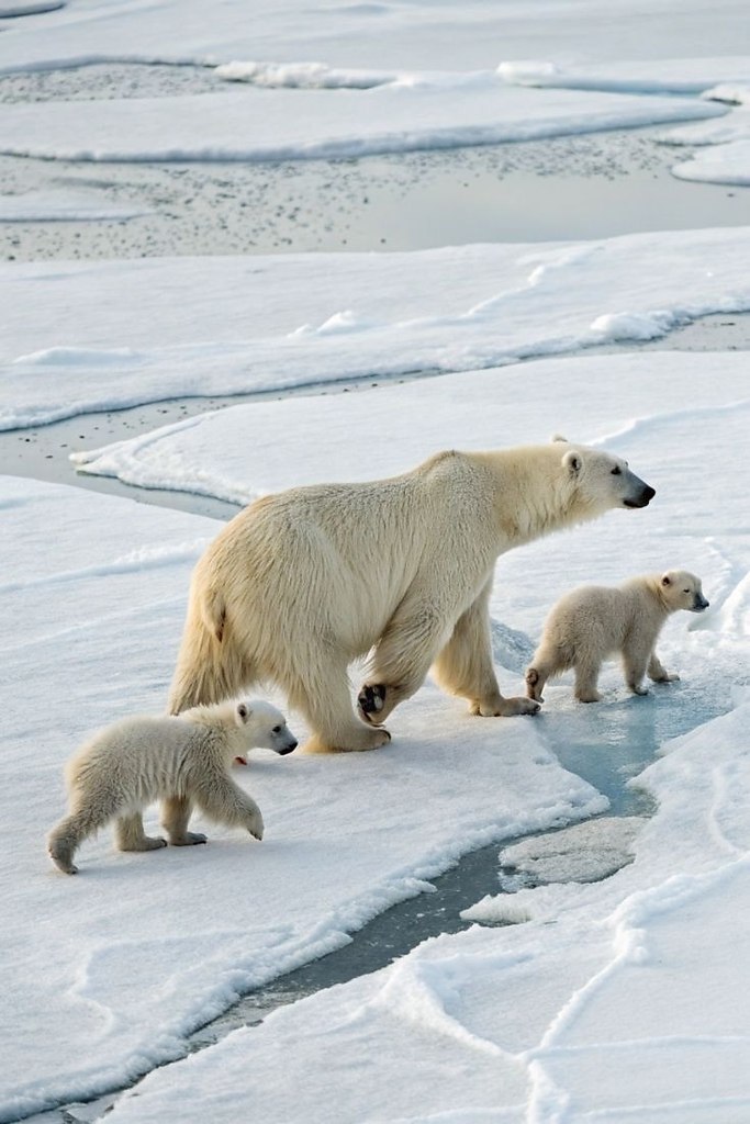 ��� ��������� ���� � ����� �������� � ��������� �� ������� ����: 1. Polar bears are the largest land ... - 2