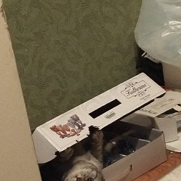 ���� Alise, ������, 40 ��� - ��������� 22 ������� 2024