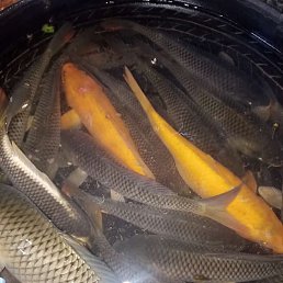 Robeng, �����������, 27 ���