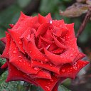 ���� Aleksandr, �����������, 64 ���� - ��������� 12 ���� 2026 � ������ ���� ����������