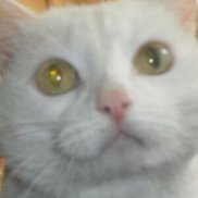 , 52 , 