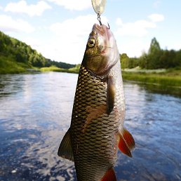 ���, �����-���������, 40 ���