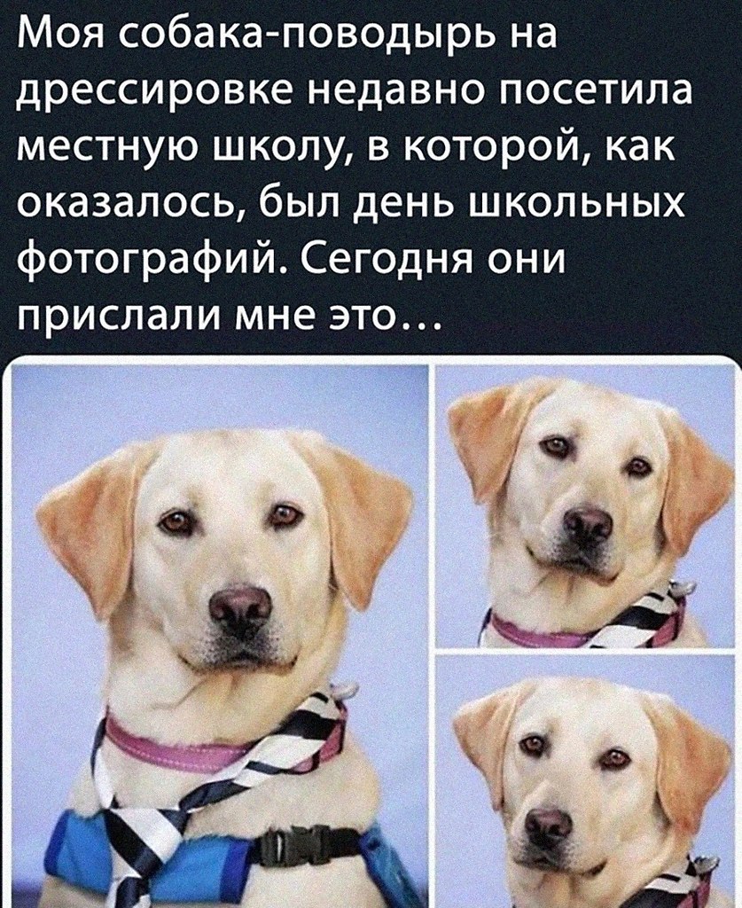 Эти забавные животные - 2 августа 2025 в 00:29