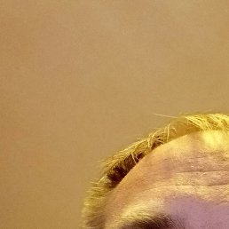 �����, �������, 38 ���