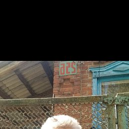 �������, 44 ����, ����������