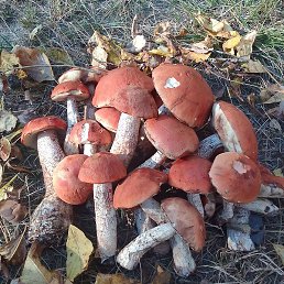 ����, ������ ��������, 54 ����