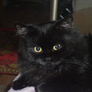 ���������, 43 ����, ���������