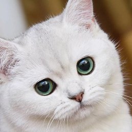 ����, �����������, 21 ���