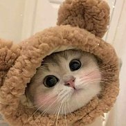 ���������, 20 ���, ���������