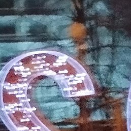 ������, ������, 38 ���