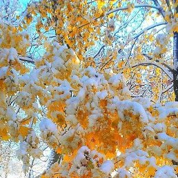 Tat, �����, 47 ���