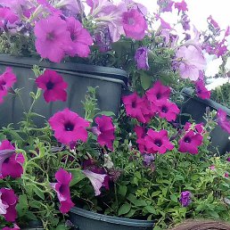 ����, ������, 52 ����