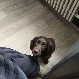 �������, ������, 41 ���