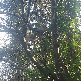 �������, �����������, 42 ����