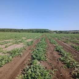  , , 36  -  4  2025