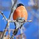 ���� ��������, �����������, 56 ��� - ��������� 21 ������� 2026 � ������ ������ ��������