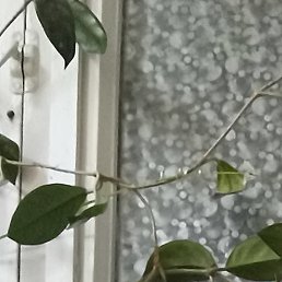 �����, ������, 55 ���