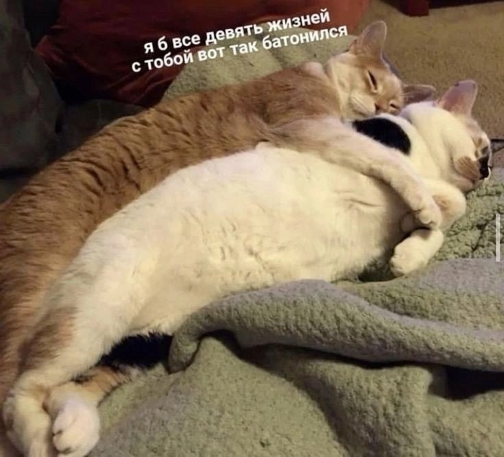 �� ������ ���� ���������
