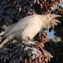 �� �����-������ ������ ������ ������������� ������ (Corvus corax)? ���, ��� �� ����� ���... � �� �������. ����� ������������� ������� �������� ����� ������ � ��������� ������������ �������, �������� ��� ����������. ������� � ��� �������� ���� ����� �����������, ������� �������. ��������� � ��� ������������� ����������� ��� ������������ �������. ���� �� �������� �������� ��? � ������, ���������� ���������, ����� ������� �����, � � ������ � ����������� � �������. ����� ������������ ������ ������� �� ������� ������������� ������� ��� �����