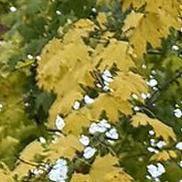 �������, ������, 45 ���