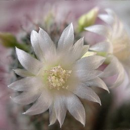 �������, ���������, 62 ����