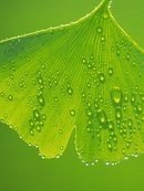   - .     ,   -    ... - 5