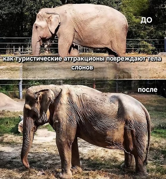 :) Слониха по имени Пай Лин сломала позвоночник после того, как в течение 25 лет ее заставляли ...