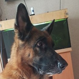 �����, �������, 38 ���