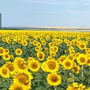 ���� Che, ����, 103 ���� - ��������� 7 ������� 2025 � ������ ���� ����������