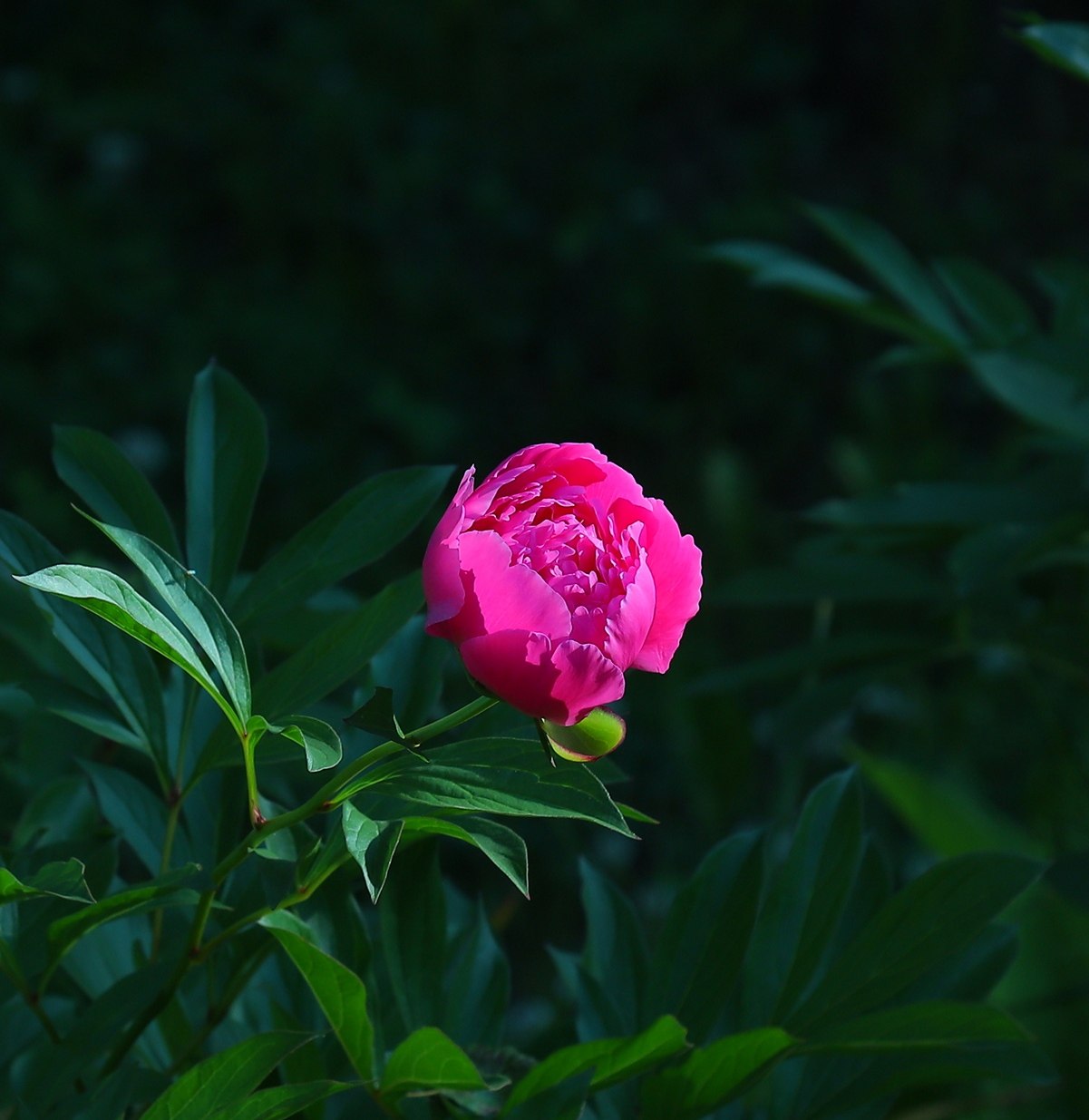 �������� - 13 ���� 2026 � 21:56