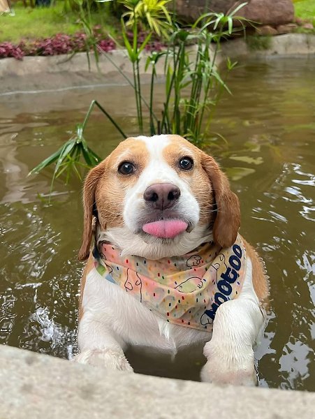 Собакен, чьё выражение мордочки говорит само за себя - 3