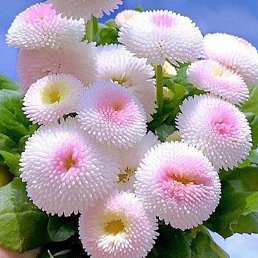 ������, ����������, 49 ���