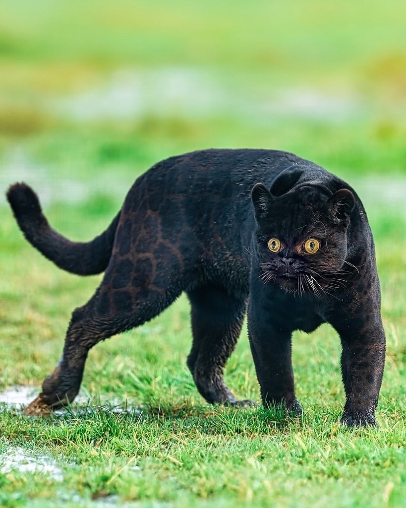 �����������, ���� �������� ������� ������� � ���� ������ � ��������� ������ - 5