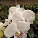 ���� ����, ������, 33 ���� - ��������� 5 ����� 2025