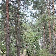 �����, 41 ���, ����