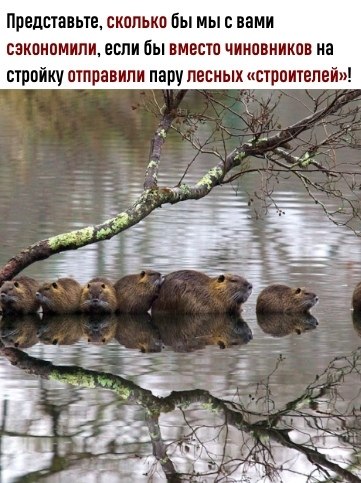 Как бы поступили наши чиновники в такой ситуации? - 3