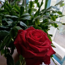 ���� ��������, ������, 79 ��� - ��������� 27 �������� 2025