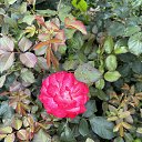  , , 50  -  25  2024   _2024