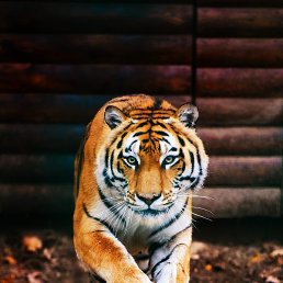 ����, ������, 53 ����