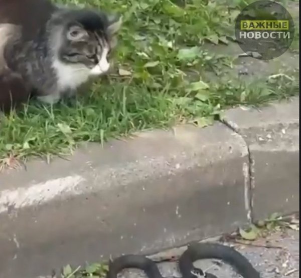 Кошка в Петербурге встала на защиту детей, отгоняя змею. В одном из дворов Петербурга обычная ...