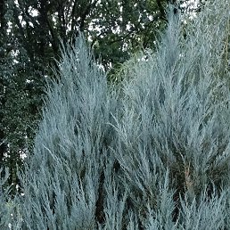 �, ����������, 75 ���