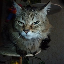 �����, ��������, 63 ����