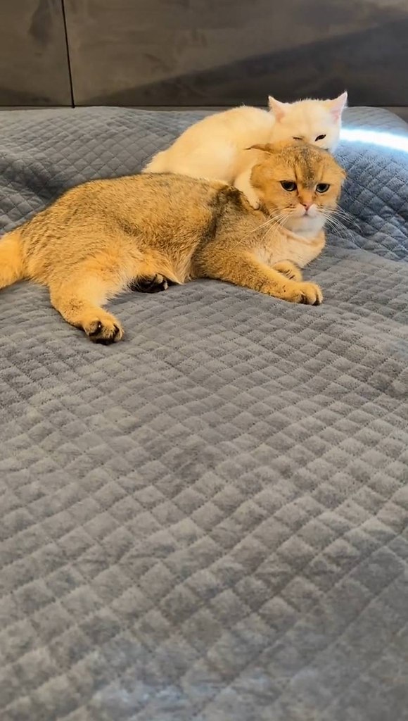 ��-����, � ��� ���������� - 2