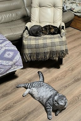 �����������