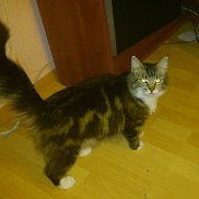 �������, 45 ���, ������