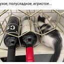 ���� �����, �����������, 54 ���� - ��������� 4 ������� 2024 � ������ ���� ����������