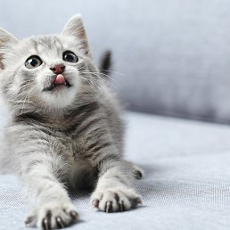 ��������, �����, 38 ���