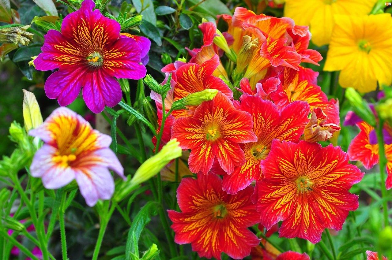  (Salpiglossis)         , ... - 6